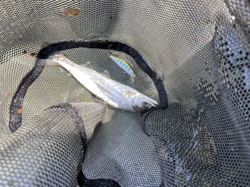 ネイティブトラウト解禁!