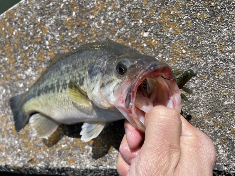 水藻フィッシングセンター釣行