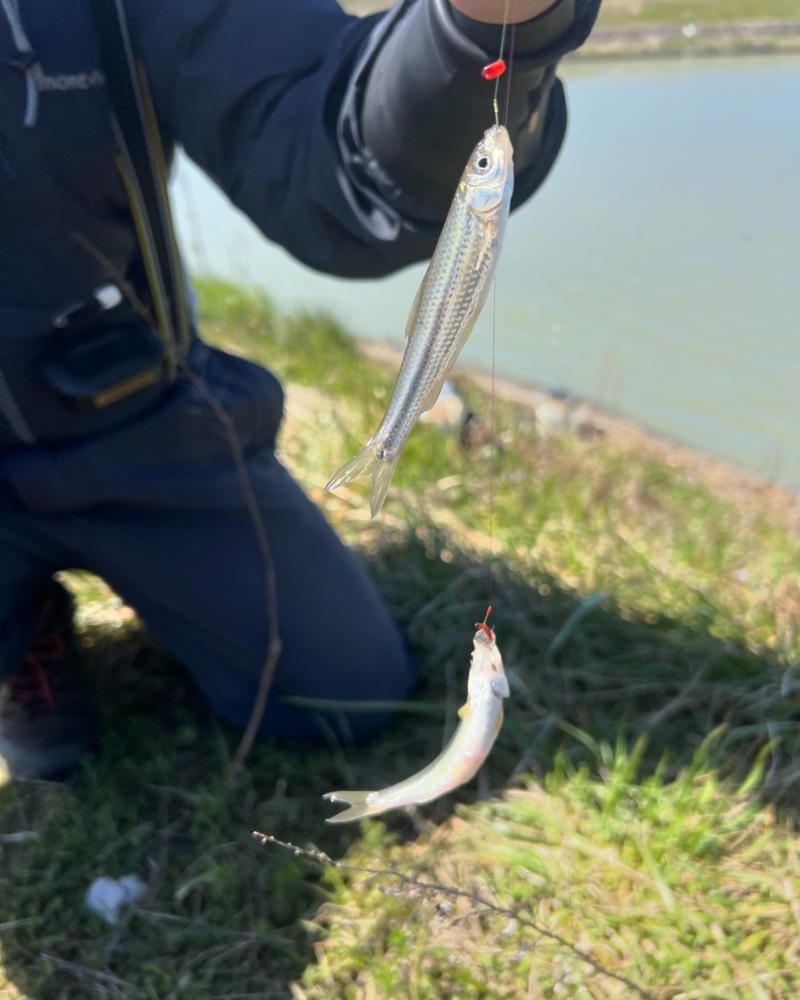 琵琶湖ホンモロコNO3