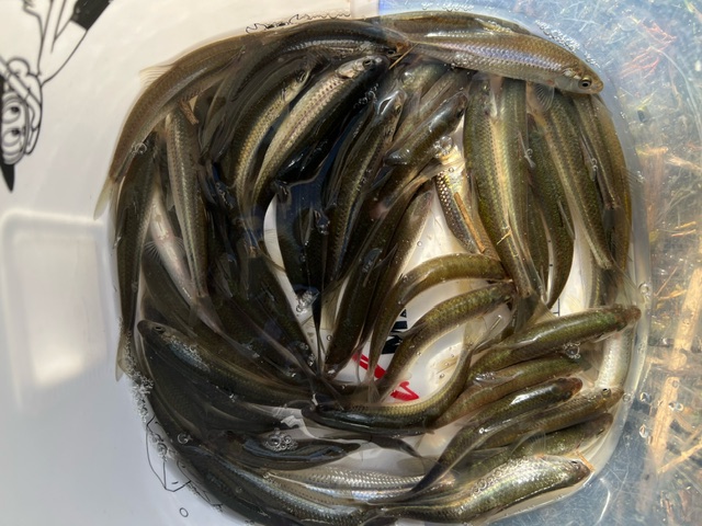 琵琶湖ホンモロコNO3