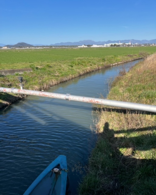 琵琶湖ホンモロコNO3