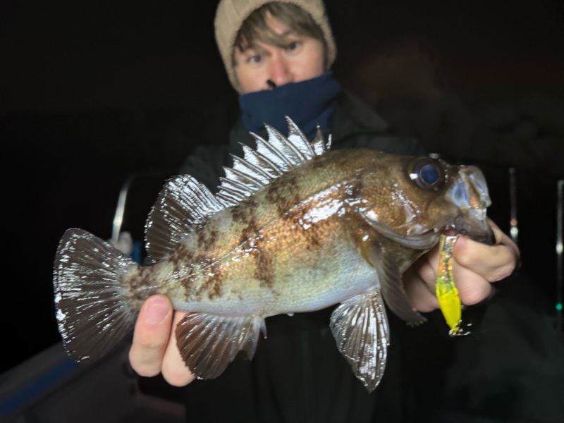 春到来!大阪湾ボートメバル!