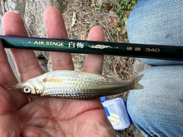 琵琶湖ホンモロコNO5