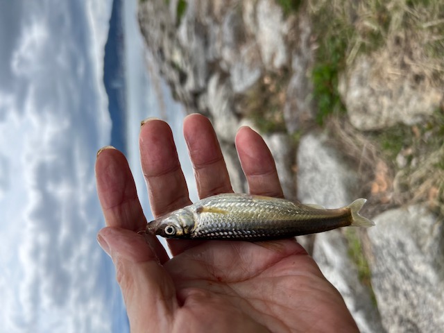 琵琶湖ホンモロコNO5