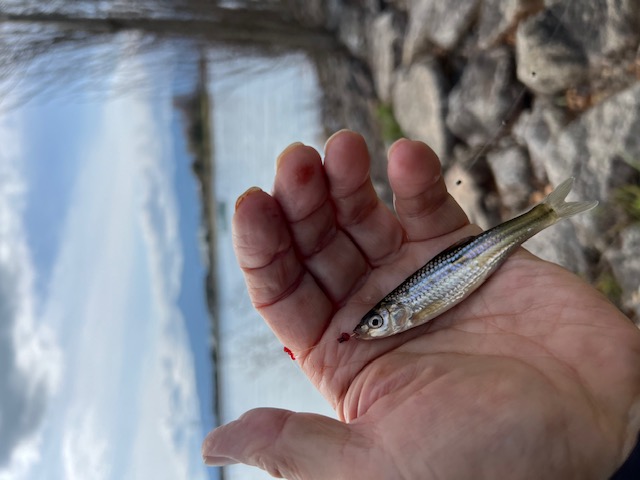 琵琶湖ホンモロコNO5