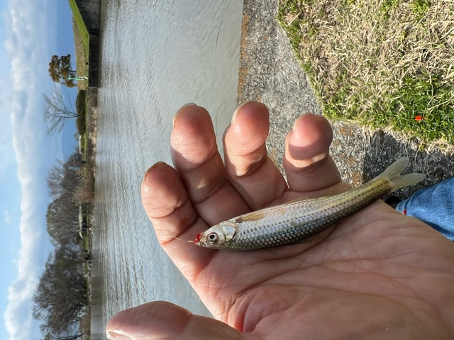 琵琶湖ホンモロコNO5