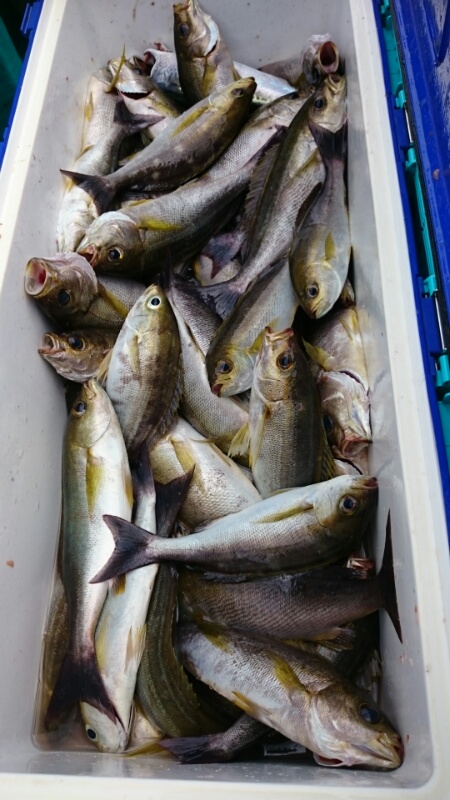 「和歌山県」船釣り(千代丸)でイサキ釣り|鯛、サバ釣果