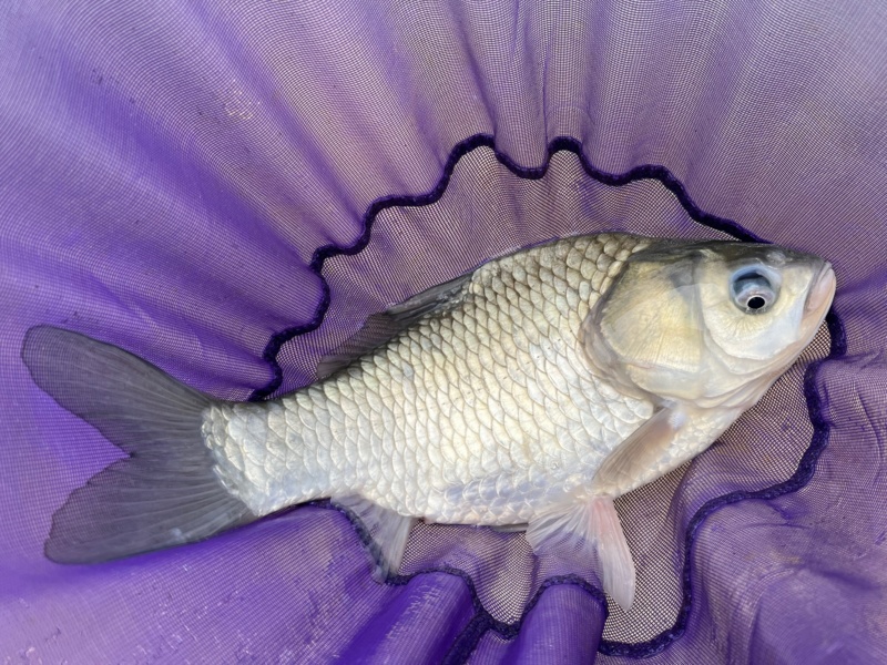 大杉ダムでへら釣り