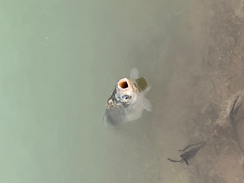 大杉ダムでへら釣り