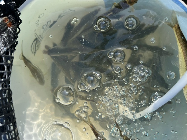 琵琶湖ホンモロコ8ボートフィッシング編