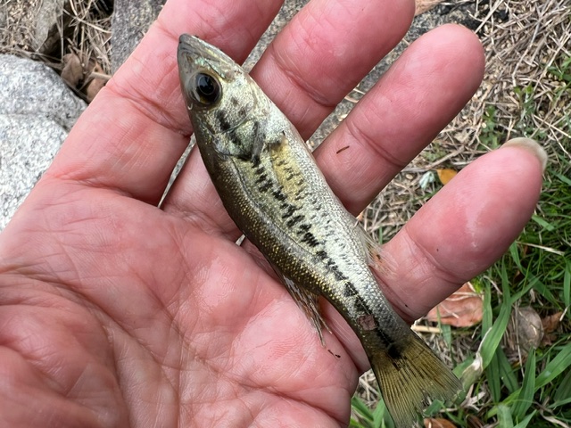 琵琶湖ホンモロコ9