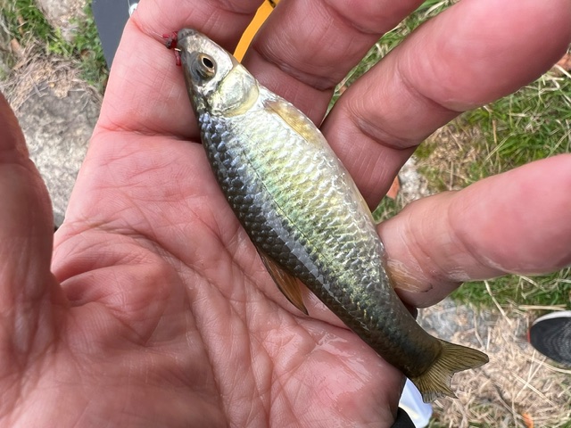 琵琶湖ホンモロコ9