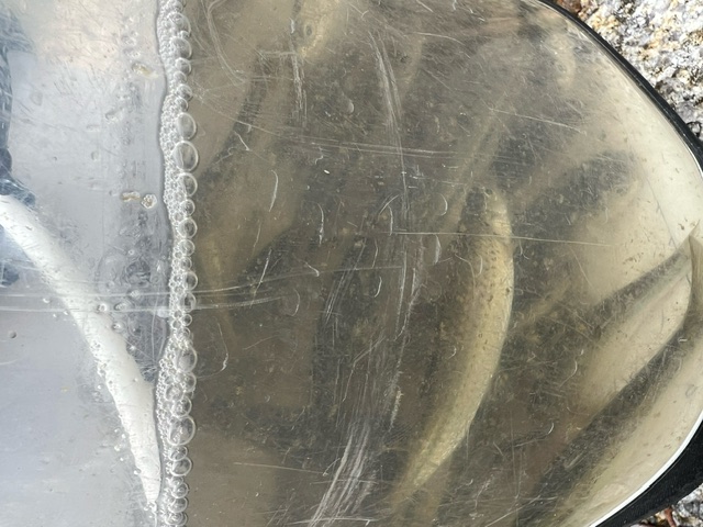 琵琶湖ホンモロコ9