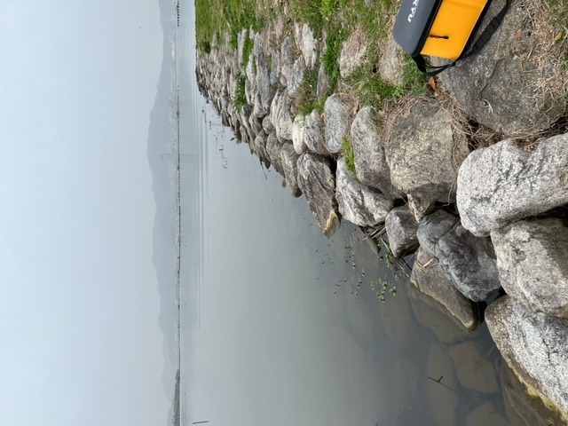 琵琶湖ホンモロコ9