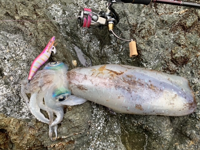 日本海春のデカイカ爆釣!!