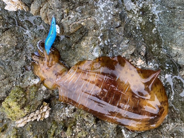 日本海春のデカイカ爆釣!!