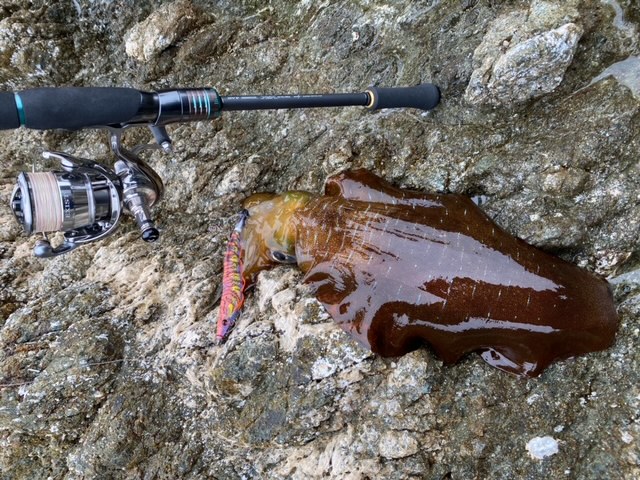 日本海春のデカイカ爆釣!!