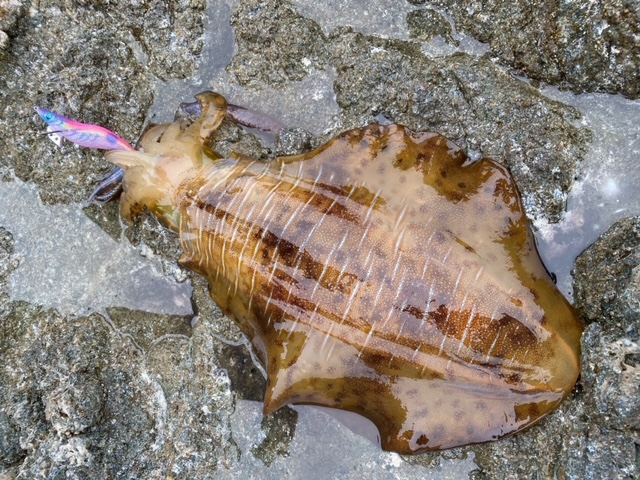 日本海春のデカイカ爆釣!!