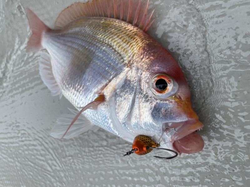 一つテンヤ釣行