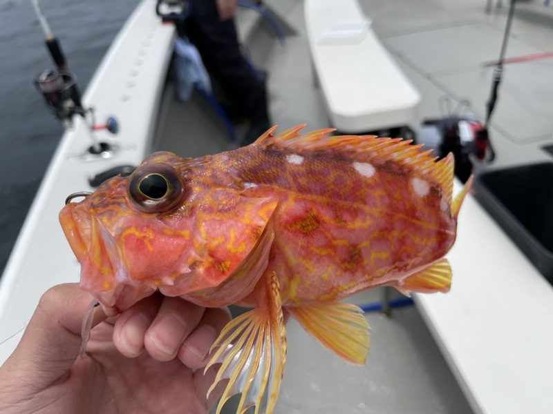 一つテンヤ釣行
