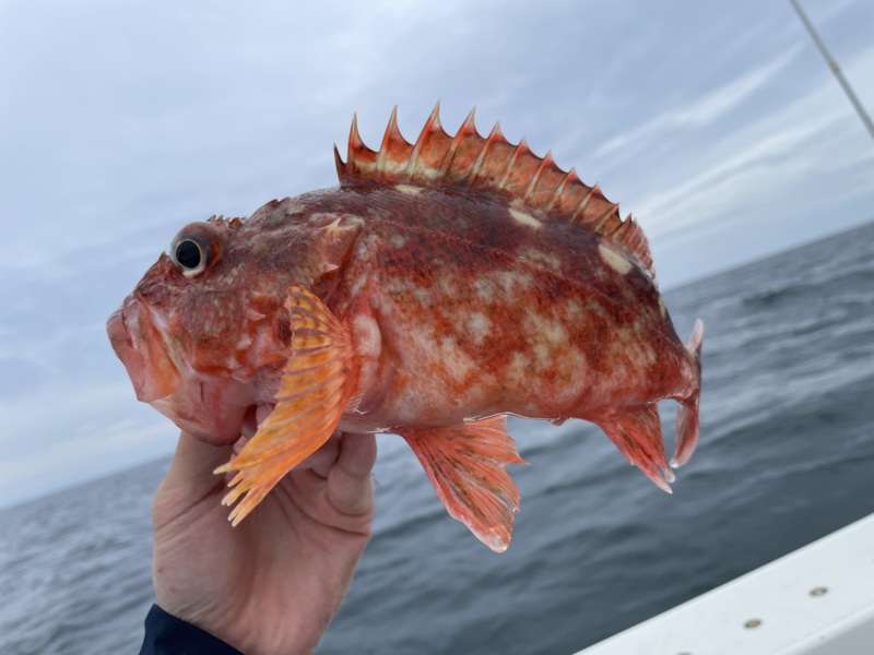 一つテンヤ釣行