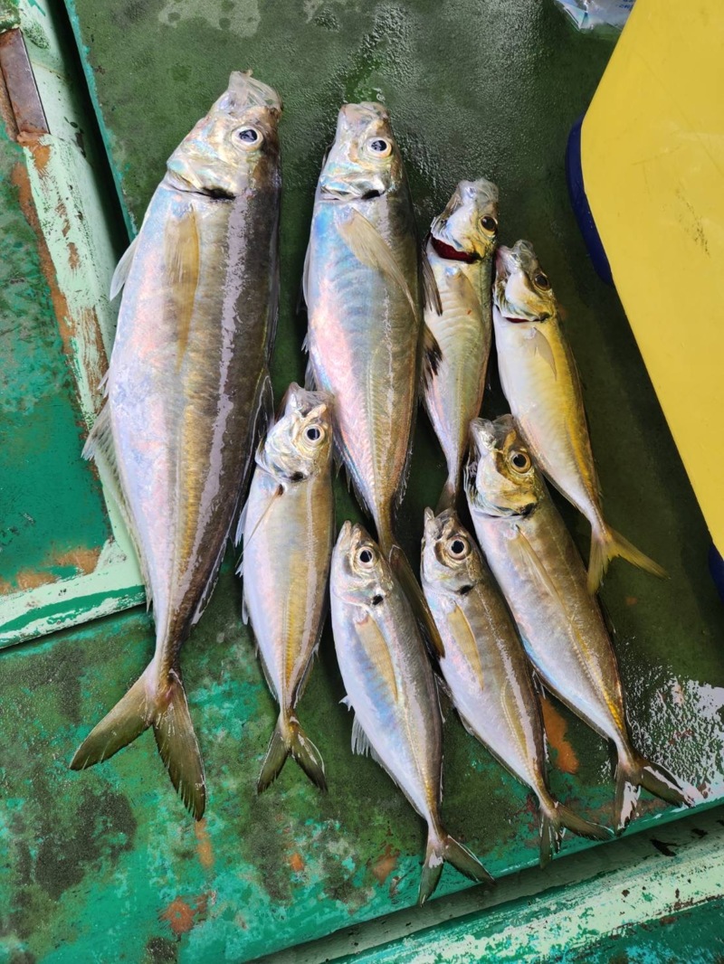大阪湾船釣り アジ五目開幕!?