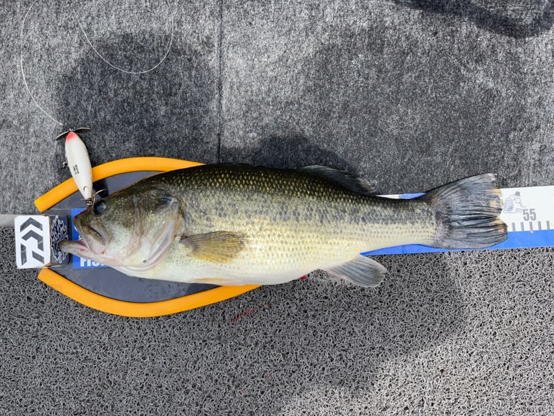 一庫ダム トップウォーター一本勝負!