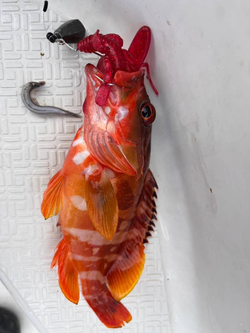 ロックフィッシュ絶好調