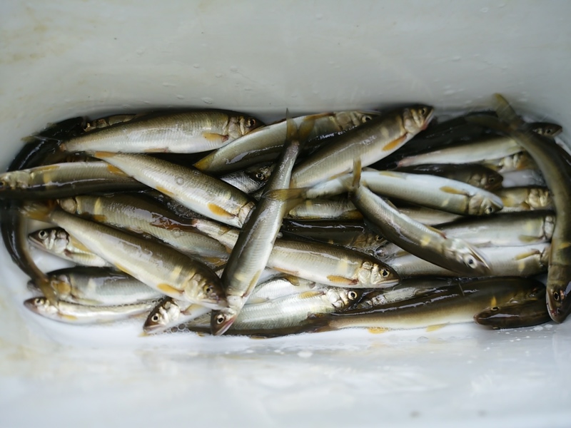 「滋賀県」知内川|チャレンジ!琵琶湖の小鮎釣り!