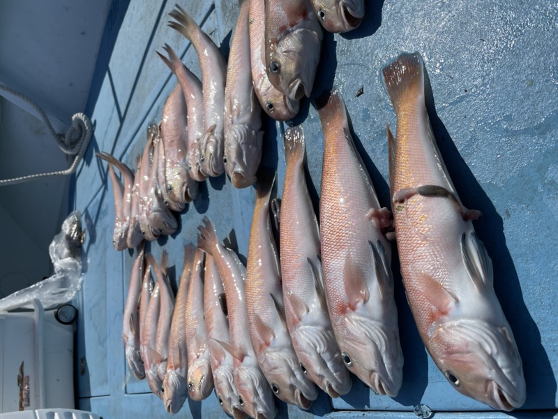 紀北白甘鯛釣行