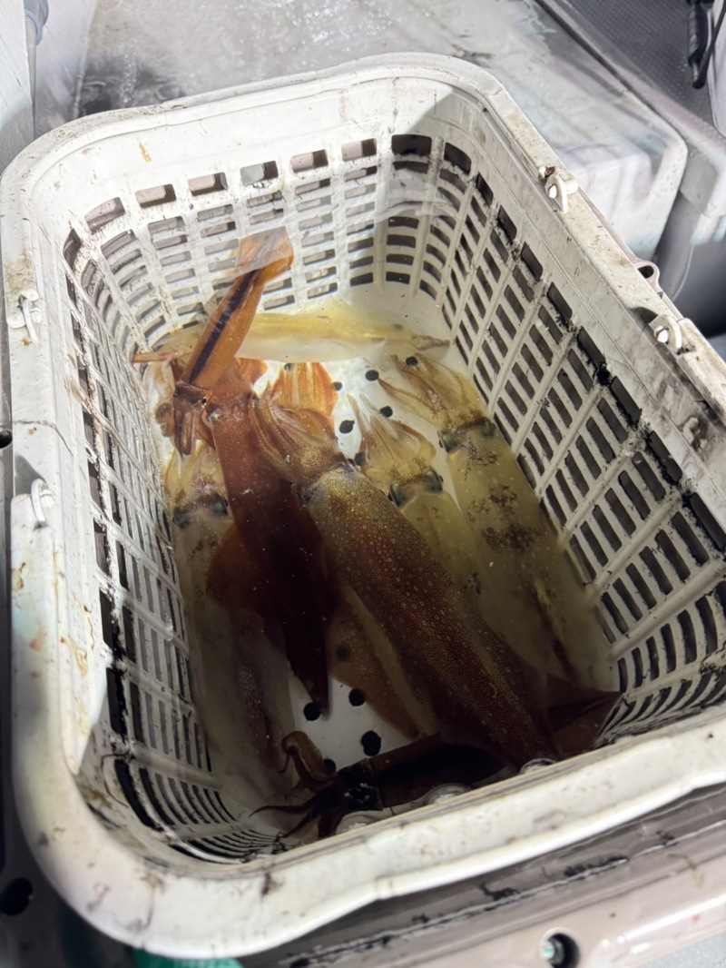 シーズン初のイカ釣り