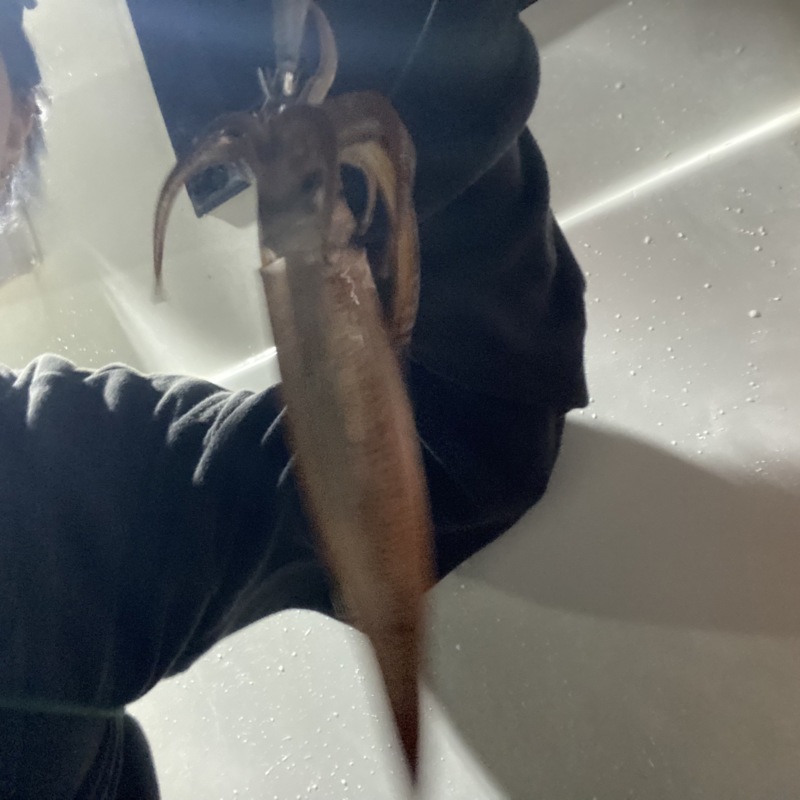 6月15日 初めてのイカ釣り!