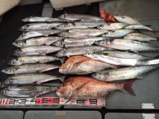 【大阪府】泉南でジギング|サゴシ、真鯛、タチウオ釣果