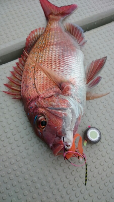 「明石」タイラバ|鯛8枚釣果《海豚》