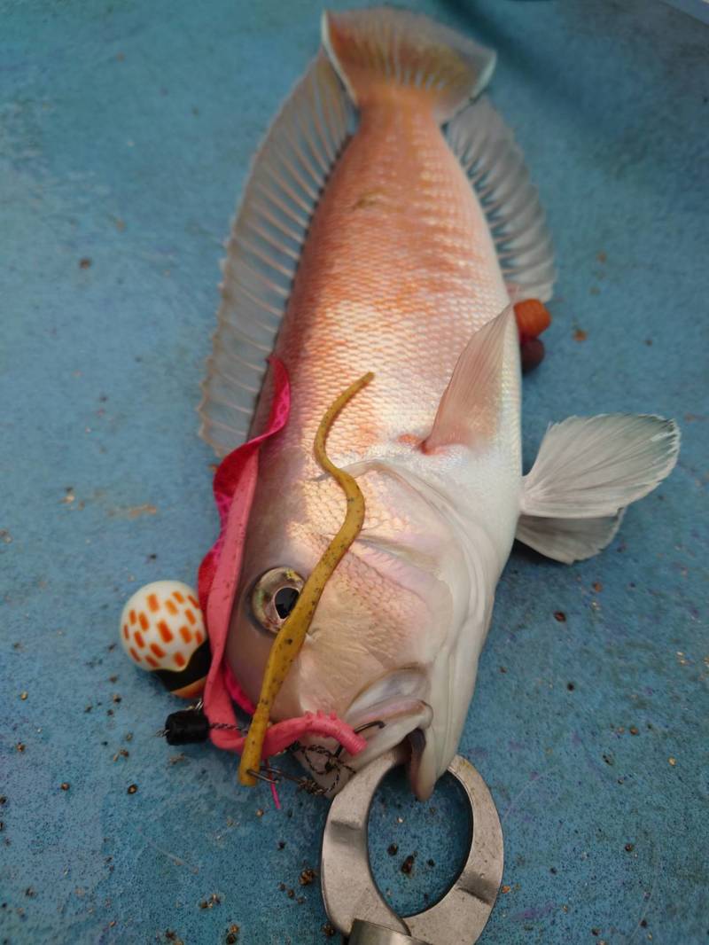 和歌山アマラバ