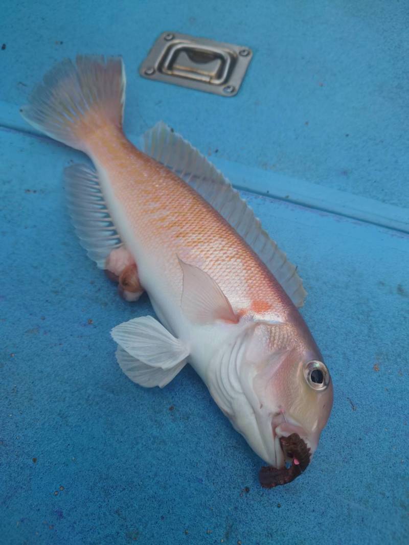 和歌山アマラバ