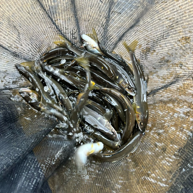 一庫大路次川 鮎 Ⅱ