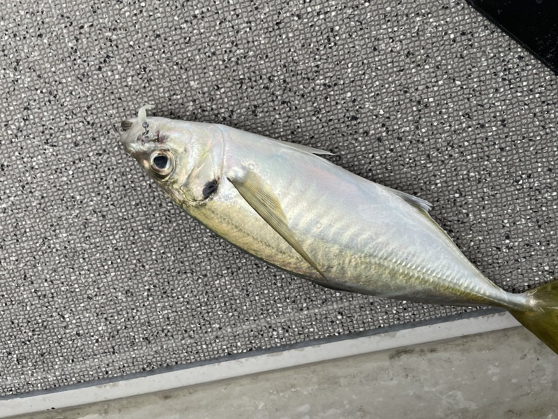 淡治郎を求めて