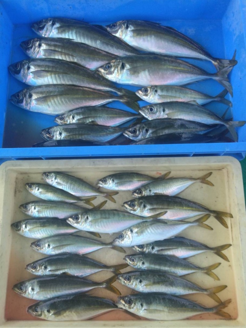 泉南小島漁港からの船つりでアジ等五目釣り釣果