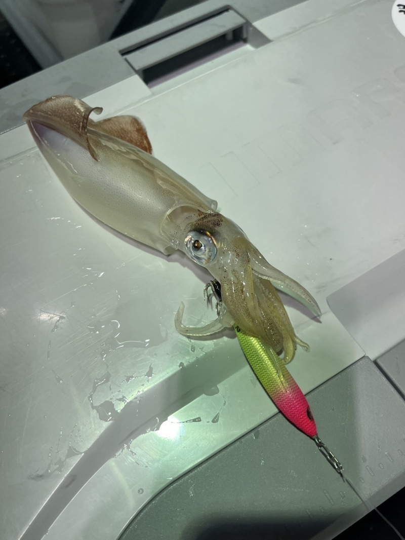 鳥取県夏泊漁港からの船釣りでケンサキイカ釣果