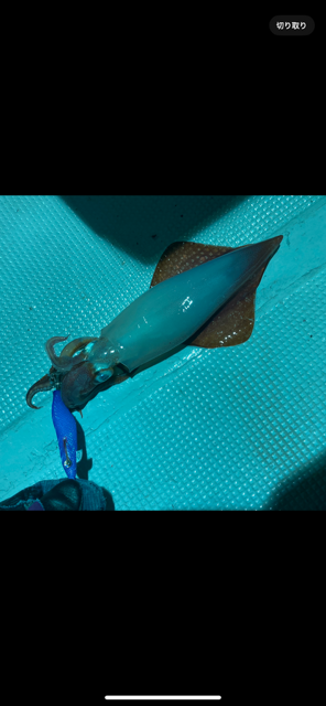 今が旬のイカメタル!