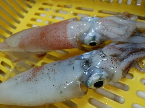 「東舞鶴前島埠頭」メタルスッテ・マイカ2杯釣果