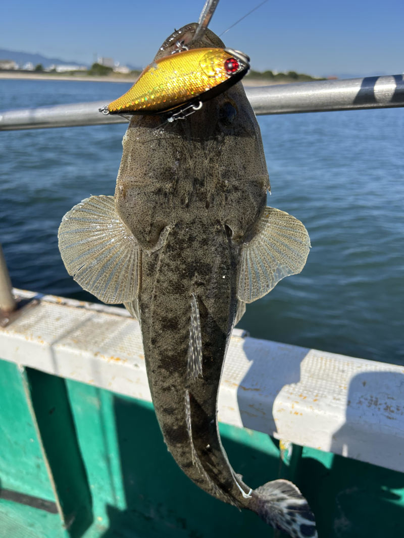 三重サワラキャスティング