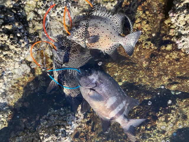 グレシーズン到来もまだ底物を粘ってます