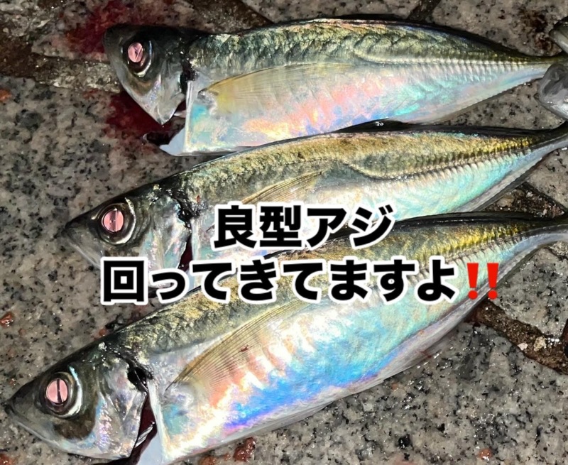 淡路島五目釣り