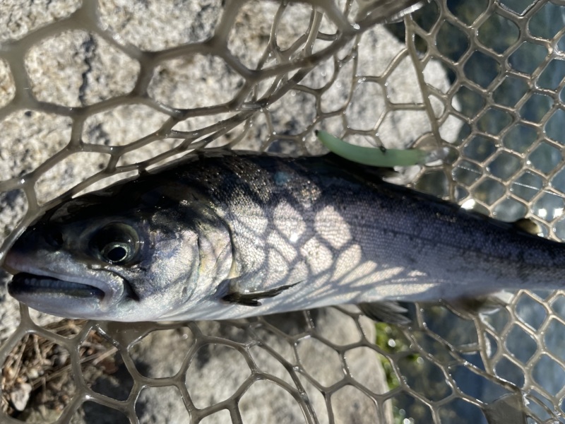 エリアトラウト釣行