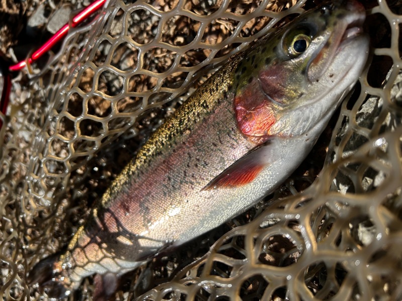 芥川マス釣り場