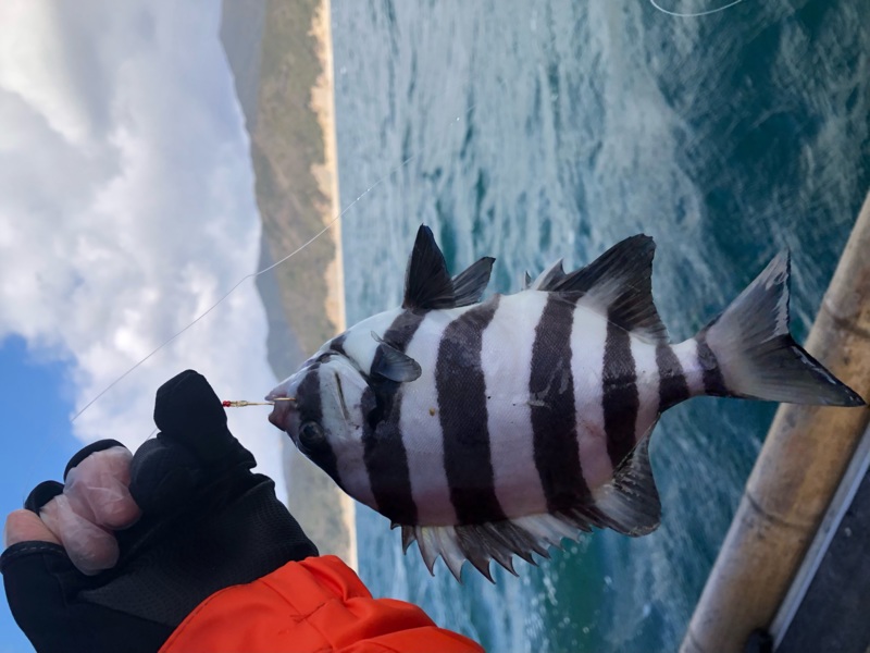 淡路島ハス(サンバソウ)釣行