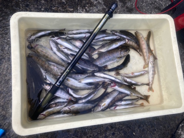 久しぶりのアマゴ釣り