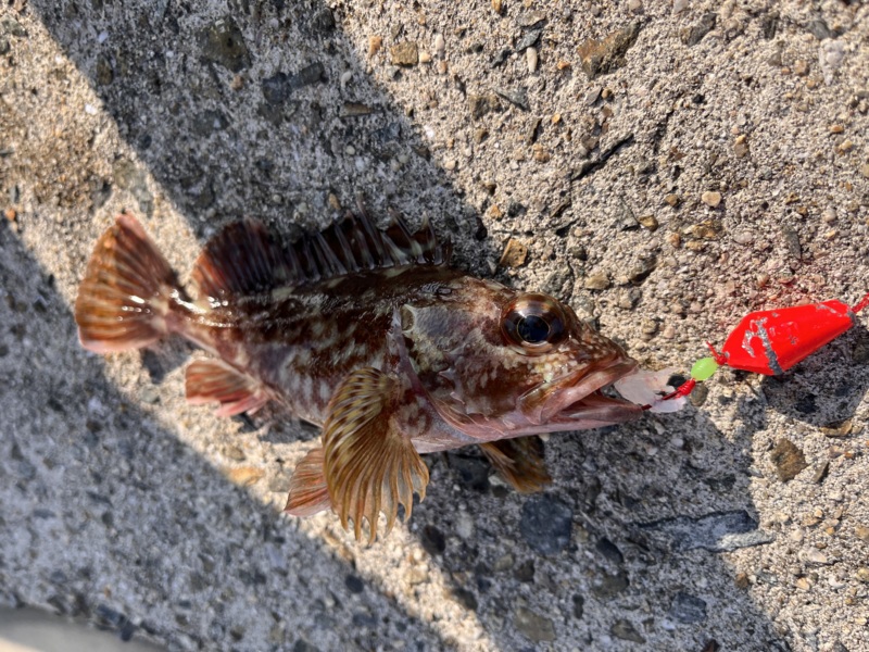 のんびり堤防釣り